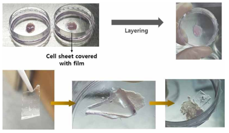 free standing 다층박막을 제조한 후 세포 시트에 옮긴 이미지