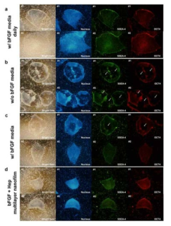 bFGF 다층박막을 처리한 iPS의 immunostaining