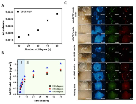 (A) bFGF를 포함하는 다층박막의 두께 증가 그래프 (B) bFGF 방출 정도 (C) 2 주 동안 다층박막과 함께 배양한 iPS의 immunostaining 결과