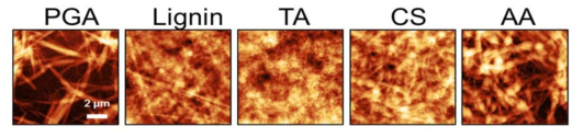 collagen 및 다양한 counter polymer로 제조한 박막들의 AFM 이미지