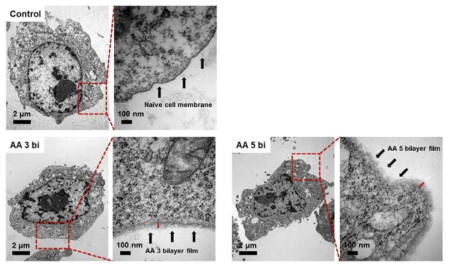 collagen/AA 박막을 중간엽 줄기세포 표면에 제조한 후 각 레이어에 따른 박막 형성 TEM 이미지