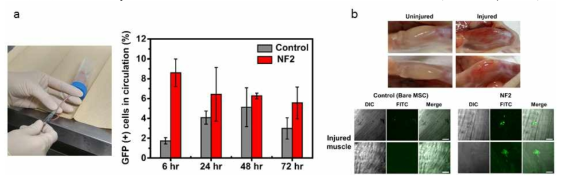 (a) Nude mice에 tail vein injection 하는 모습, injection 후 시간별 생존해 있는 줄기세포의 수(b) muscle injury 모델 이미지, two photon microscope로 촬영한 근육 조직 내 줄기세포 분포 이미지