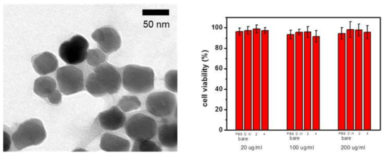 박테리아 유래 자성나노입자 표면에 다층박막을 제조한 TEM 이미지 (왼쪽), 세포 독성 실험 결과 (오른쪽)