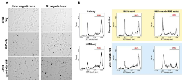 (A) 자성나노입자-siRNA 복합체를 세포에 처리한 후 자석 처리 전 후 이미지, (B) 복합체를 GFP(+) HeLa 세포에 처리한 후 GFP silence 정도