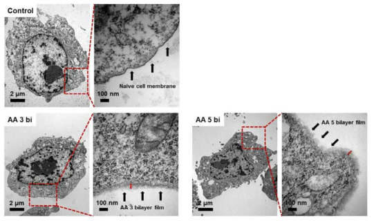collagen/AA 박막을 중간엽 줄기세포 표면에 제조한 후 각 레이어에 따른 박막 형성 TEM 이미지