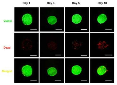 살아있는 세포를 면역염색법을 이용해 녹색형광으로 표지