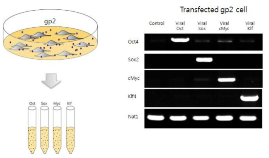 iPSCs 제작을 위해 사용되는 유전자 전달 바이러스를 생산하는 과정에 대한 모식도와 바이러스 생산 여부의 확인에 대한 PCR gel 사진