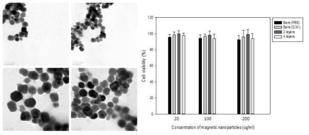 생물학적으로 합성된 박테리아 유래의 자성나노입자의 표면을 개질한 TEM 사진과 세포독성실험결과