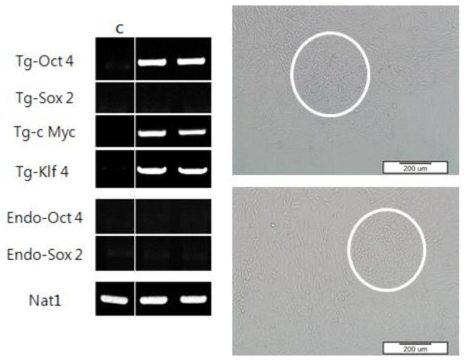 세포투과성 단백질을 이용해 SOX2 유전자를 전달 한 실험에 대한 PCR gel 사진과 역분화가 유도된 세포의 광학현미경 사진