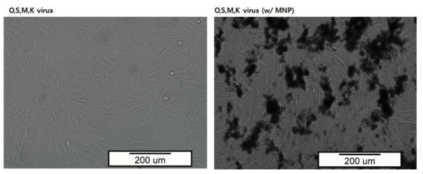 역분화를 유도하는 과정에서 박테리아 유래의 생물학적 합성 자성나노입자를 도입해 관찰한 세포의 광학현미경 사진