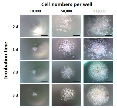 자성나노입자의 도입으로 자화된 인간배아줄기세포를 자기력 시스템을 이용해 3차원으로 구현한 형태, 주입한 세포 개수와 주입 시점으로부터 시간의 흐름에 따라 관찰한 광학현미경 사진