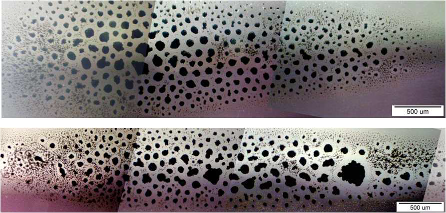 외부자기력 집중플랫폼을 이용해 자화된 세포를 삼차원 부양 배양한 광학현미경사진