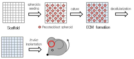 자성나노입자 기반의 삼차원 줄기세포 구조체로부터 분비되는 세포외기질 단백질을 이용해 두개골결함 모델의 쥐에 직접 구조체 형태로 이식하고 이를 통해 조직재생의 효과를 확인하는 실험에 대한 schematics