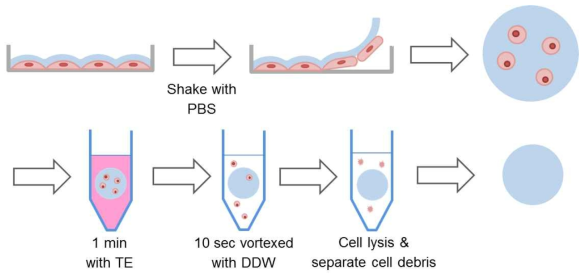 배양한 세포주로부터 세포외기질만을 분리해내는 decellularization 방법