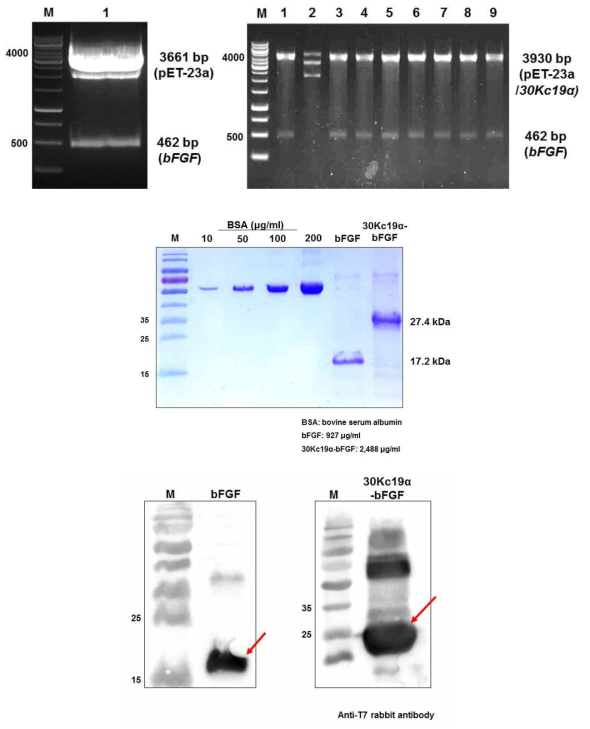 결합단백질 생산을 위해 진행한 Gene cloning, SDS-PAGE, Western blot의 확인
