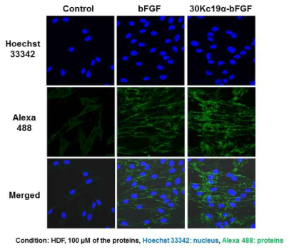 단백질 처리로부터 4시간 뒤 기존 bFGF와 새로 합성한 30Kc19a-bFGF 결합 단백질의 동물세포 내 발현 정도 비교
