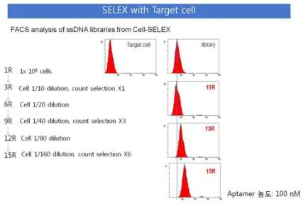 미분화갑상선암 세포를 이용한 cell SELEX에서 얻어진 압타머의 FACS소견. 라운드를 거치면서 specific binding함을 확인함.