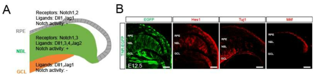 망막과 망막색소상피세포에서의 Notch 신호전달계 구성 유전자의 발현과 Notch 신호전달계 활성 분포