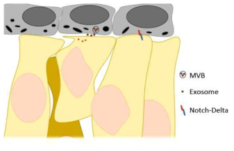 망막색소상피세포-망막신경전구세포 간 신호전달 모델.