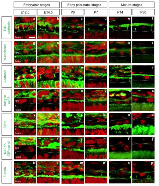 각 발달 시기별 망막색소상피세포 내 세포접합단백질 및 세포 극성 단백질의 분포.