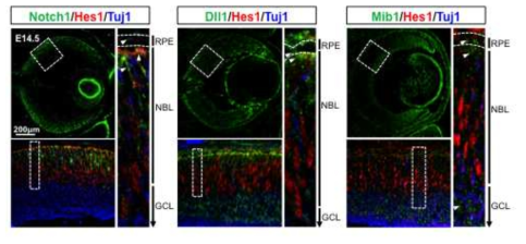 망막-망막색소상피세포 접합부위에서 Notch1과 Dll1의 분포.