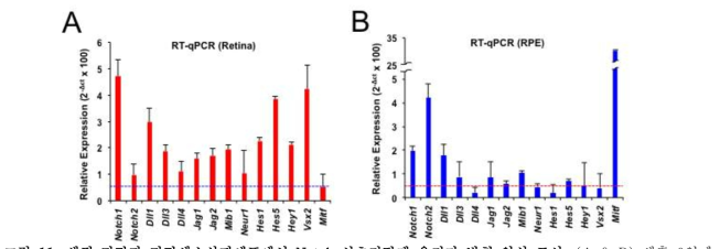 생쥐 망막과 망막색소상피세포에서 Notch 신호전달계 유전자 발현 양상 조사.