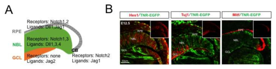 생쥐 망막 내 Notch 신호전달계의 구성.