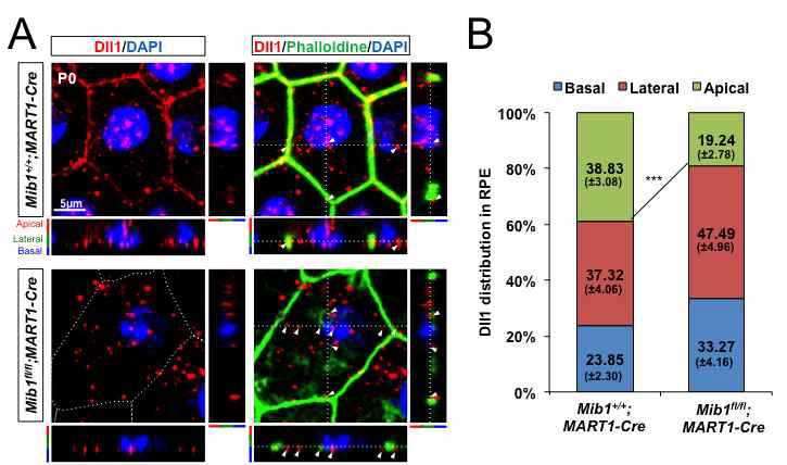 Mib1 결핍 망막색소상피세포에서 Notch ligand Dll1의 극성 분포 이상