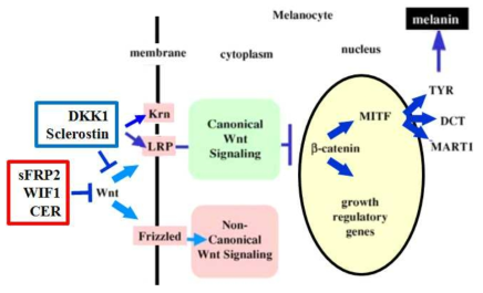 Wnt 억제자 종류와 멜라닌생성 신호경로의 조절