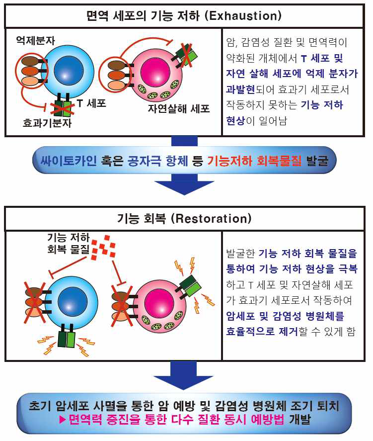 연구목표 – 면역력 증진을 통한 다수질환 동시 예방법 개발