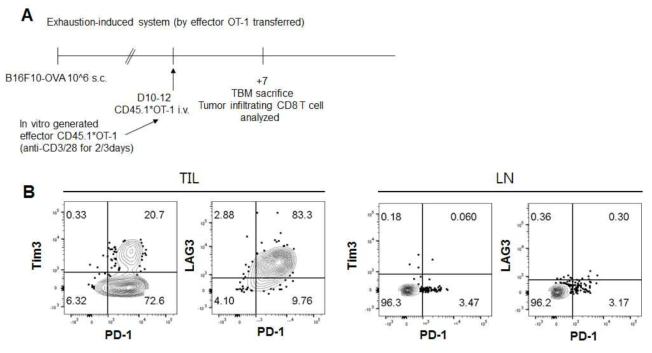 기능 저하 CD8 T 세포 분석법 구축.