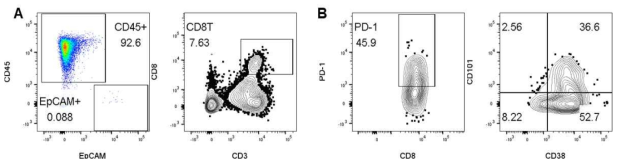 암 환자의 암 조직 내 침투한 CD8 T 세포의 기능저하 마커 발현 및 사이토카인에 의한 기능 회복