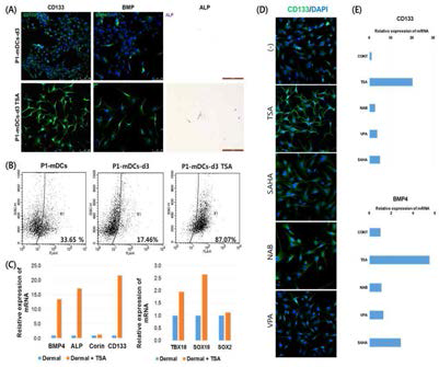 HDAC 억제에 의한 생쥐 진피세포의 모낭형성 표지자 발현 변화