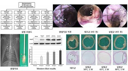 분지된 금 나노입자 코팅 자가 팽창형 나이티놀 스텐트의 효능결과