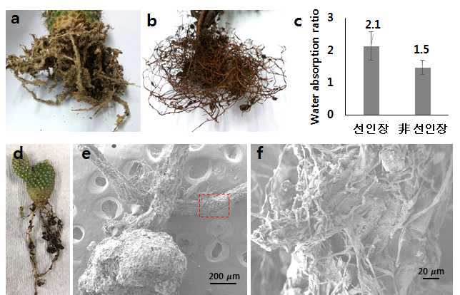 (a) 선인장 뿌리에 분포하는 rhizosheath, (b) 일반 식물 뿌리의 구조, (c) 선인장 뿌리와 일반 식물 뿌리의 물 흡수 비율, (d) 대표적 사막식물인 Opuntia microdasys. (e, f) 흙과 3~5 μm 두께의 root hair 가 복잡하게 엉켜 있는 SEM 영상.