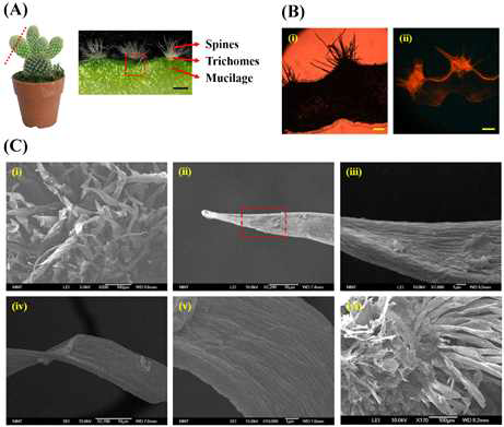 선인장 줄기를 구성하는 요소들과 구조적 특 징 (Scale bar: 250 μm (A), 200 μm (B))