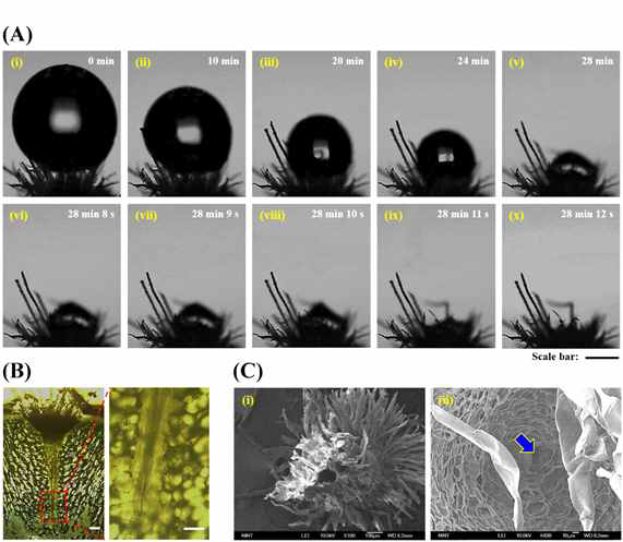 Trichome cluster에서 일어나는 물방울 흡수 과정 및 cluster 하부의 선인장 내부 구조 (Scale bar: 300 μm (A), 30 μm (B))