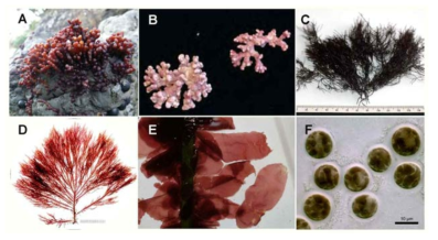 본 연구에 이용될 홍조식물.