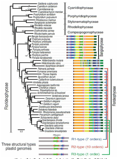 색소체 유전체를 기반으로 한 홍조류의 계통분석.