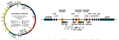 Gracilaria chilensis 미토콘드리아 전체 유전체 (좌), 특이적인 반복 DNA서열과 plasmid 관련 DNA 서열 (우).