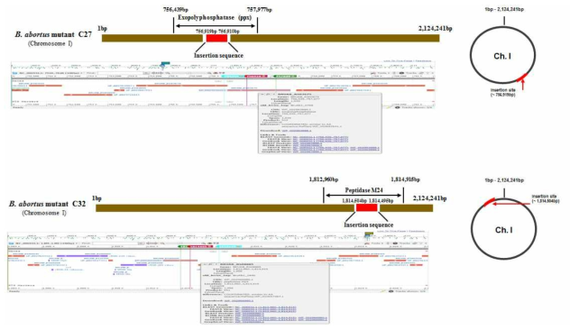 4종의 브루셀라 변이주(C1, C10, C27 그리고 C32)의 chromosome 상에 있어서의 insertion sequence 삽입 위치.