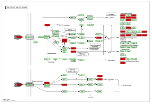 브루셀라 감염에 따른 THP-1 세포의 TNF signaling pathway의 활성.