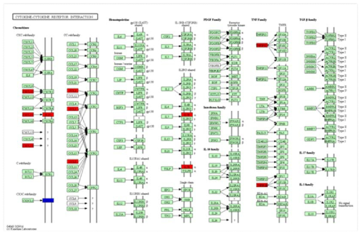 브루셀라 변이주 C27 감염에 따른 THP-1 세포의 cytokine-cytokine receptor interaction pathway의 활성.