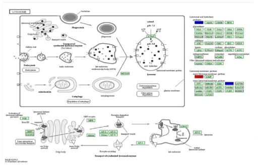 브루셀라 변이주 C27 감염에 따른 THP-1 세포의 lysosome pathway의 활성.