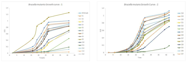 B. abortus 및 Brucella 변이주의 성장곡선