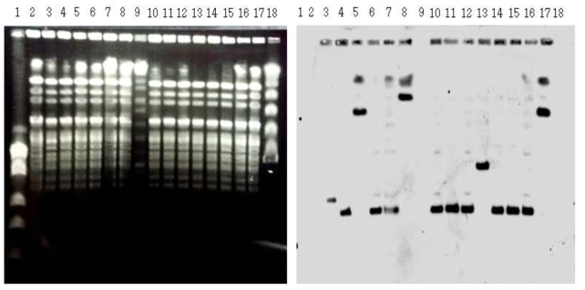 PFGE 및 Southern Blot 결과.