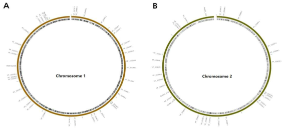 Sequecing 결과를 바탕으로 한 Chromosomal mapping. Chromosome I (A)과 Chromosome II (B) 상의 forward primer와 reverse primer를 이용하여 sequencing을 실시하여 matching 되는 부분을 표시하였다. 각각의 sequencing 결과 여러 부분에서 matching이 이루어짐을 확인할 수 있었다.