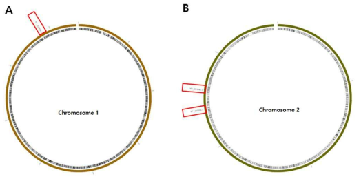 Transposon의 삽입이 유력해 보이는 B. abortus 변이주의 Chromosomal mapping. 각각의 Brucella mutants 군의 sequencing 결과를 분석하여 transposon(약 1.2 kb) 부위가 삽입 되었을 것으로 예상되는 부분을 확인하여 다시 한 번 Chromosome I (A)과 Chromosome II (B)에 빨강색 박스로 표시하였다.