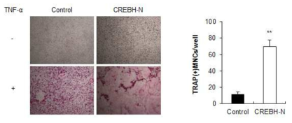 활성형 CREBH가 TNF에 의한 파골세포 분화에 미치는 영향