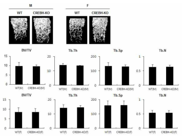 CREBH 결손 생쥐의 뼈 밀도